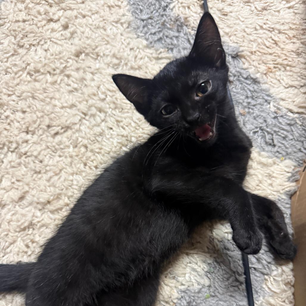 Enlarge Fred Astaire, a Adoptable Domestic Short Hair in Wilmington, NC image 4/6