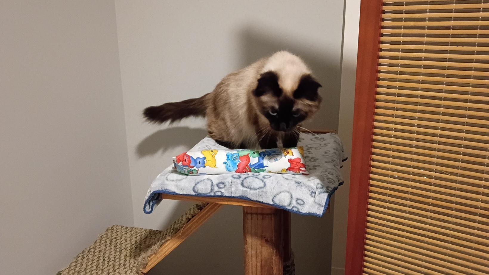 Enlarge Aspen, a ADOPTABLE Himalayan in Courtenay, BC image 3/3