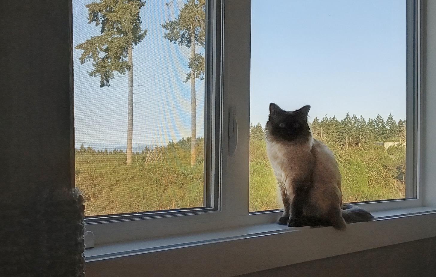 Aspen, ADOPTABLE, Young Female Himalayan.