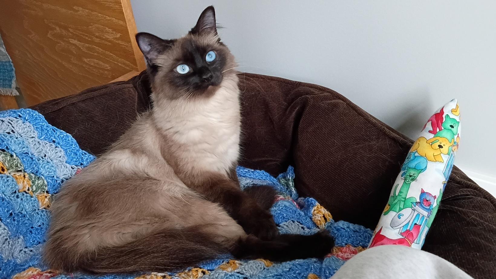 Enlarge Aspen, a ADOPTABLE Himalayan in Courtenay, BC image 2/3