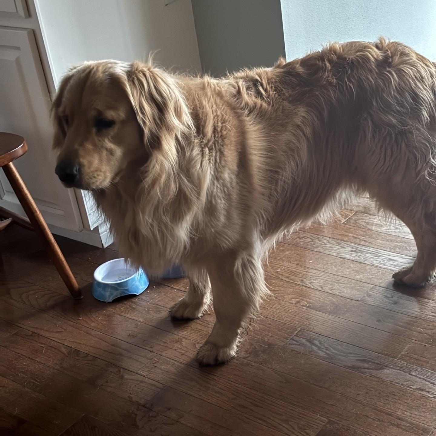 Enlarge Duncan (Courtesy Post), a Adoptable Golden Retriever in Friday Harbor, WA image 2/5