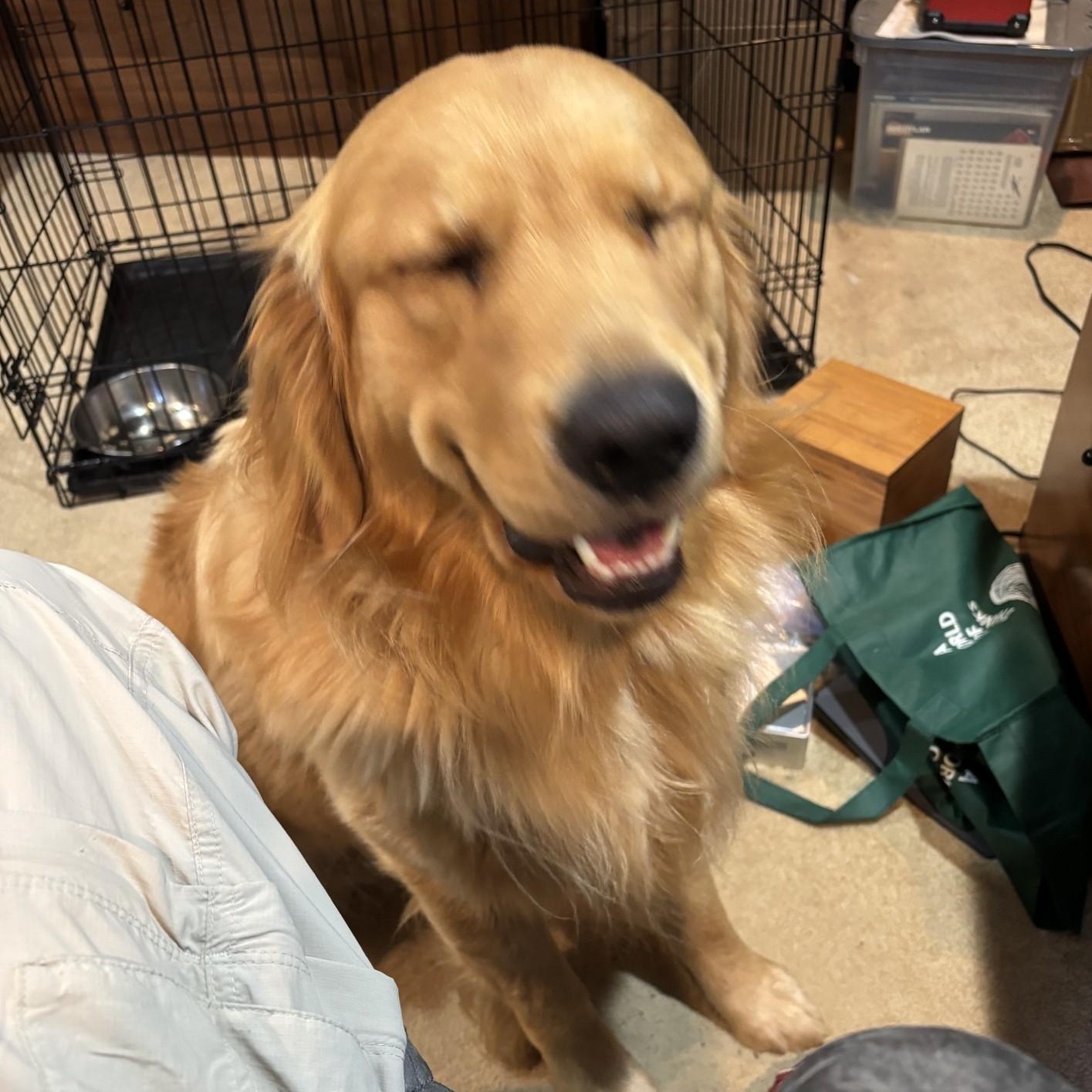 Enlarge Duncan (Courtesy Post), a Adoptable Golden Retriever in Friday Harbor, WA image 3/5
