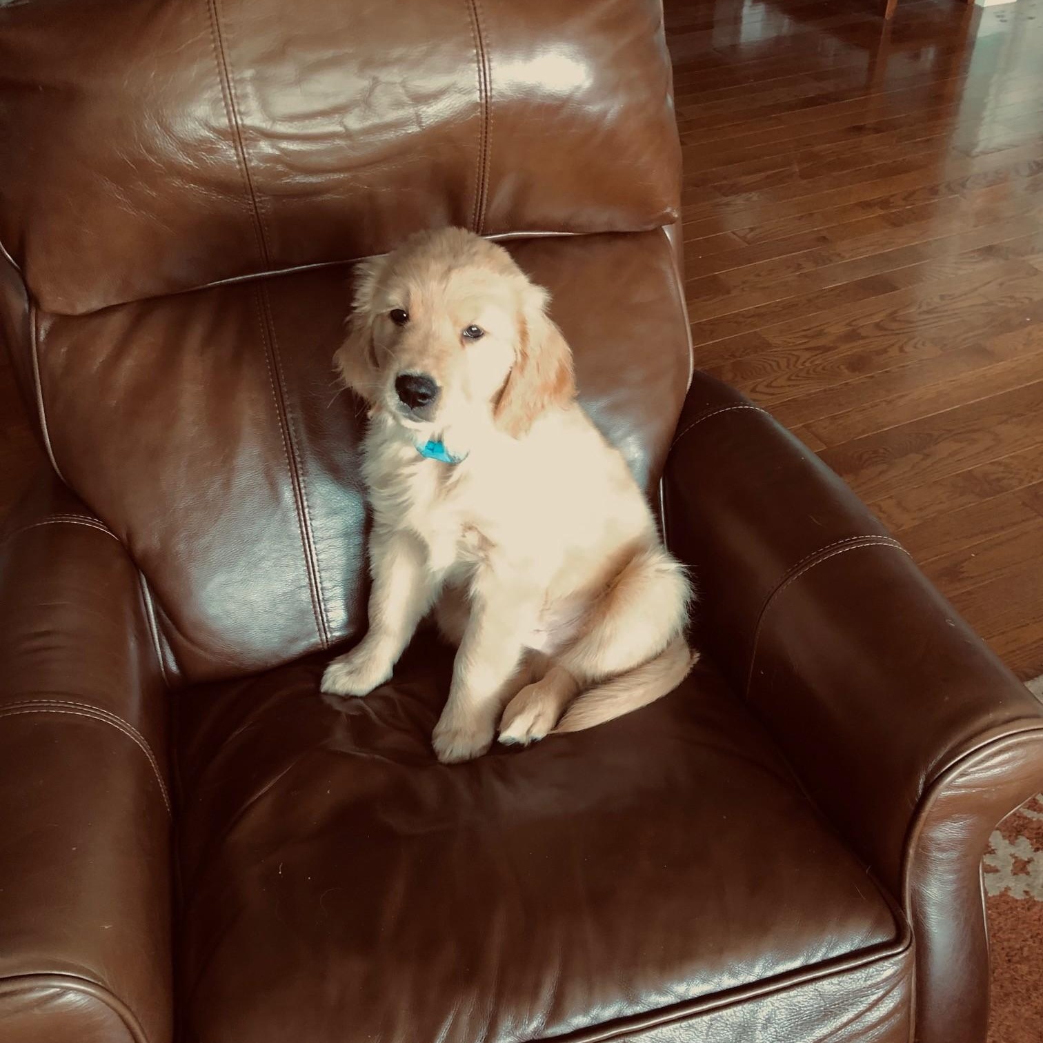 Enlarge Duncan (Courtesy Post), a Adoptable Golden Retriever in Friday Harbor, WA image 5/5