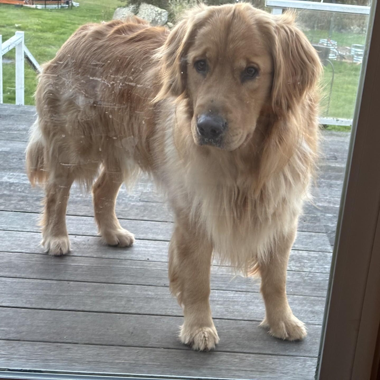 Duncan (Courtesy Post), Adoptable, Young Male Golden Retriever.