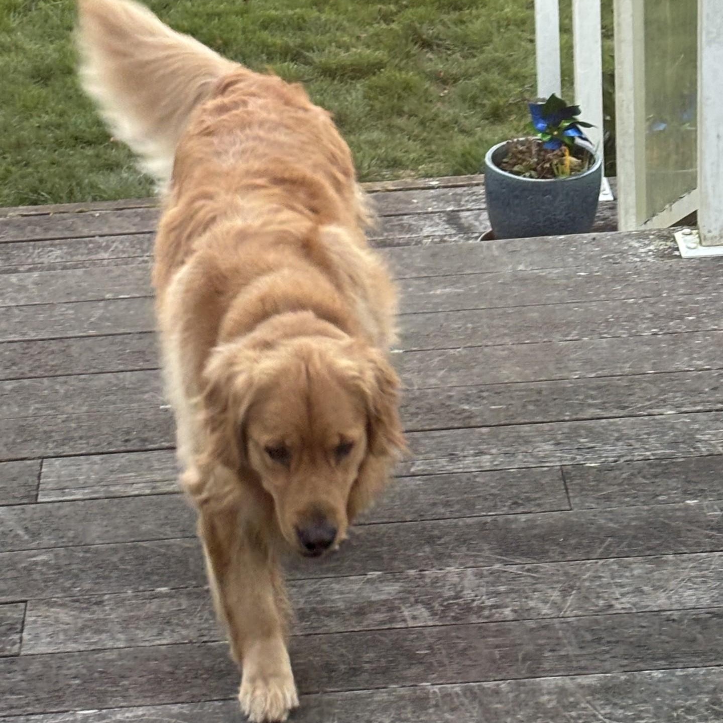 Enlarge Duncan (Courtesy Post), a Adoptable Golden Retriever in Friday Harbor, WA image 4/5