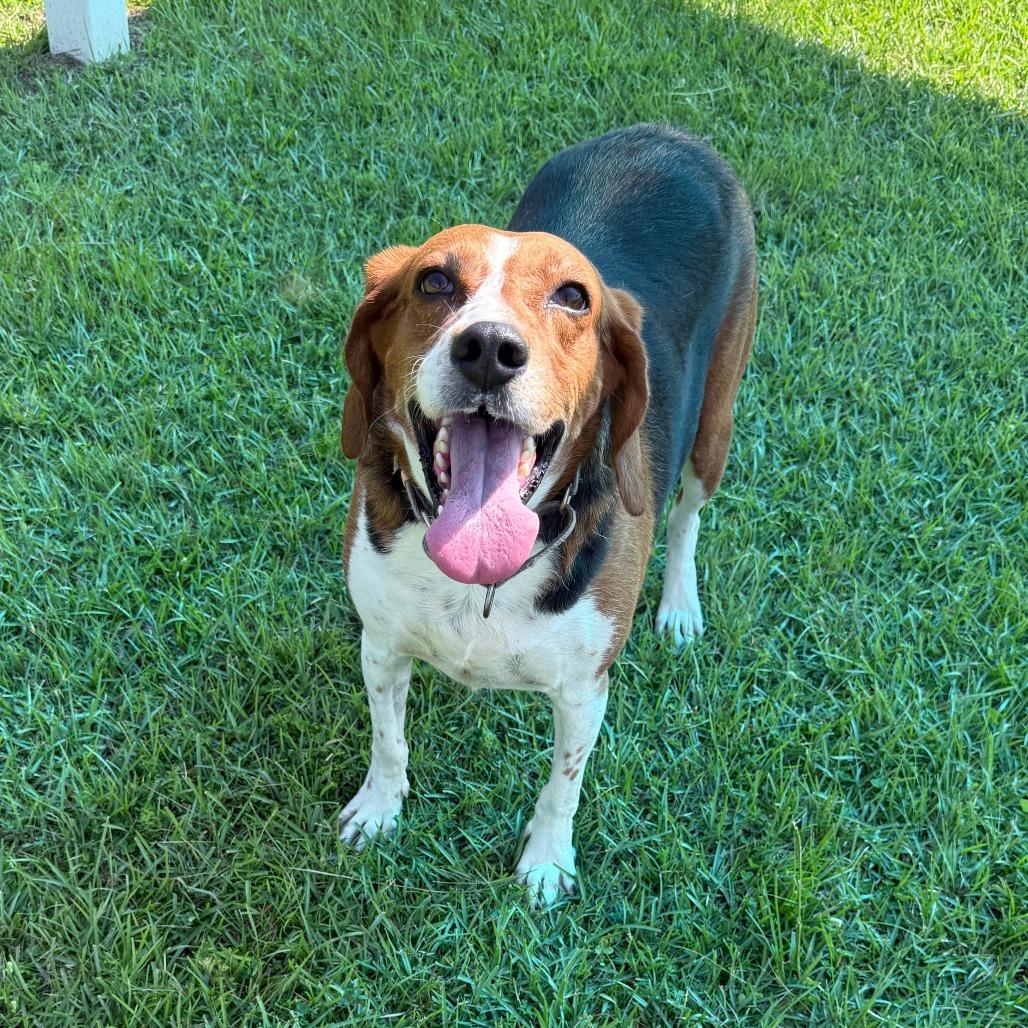 Enlarge Daffney, a Adoptable mixed breed in Jacksonville, NC image 1/1