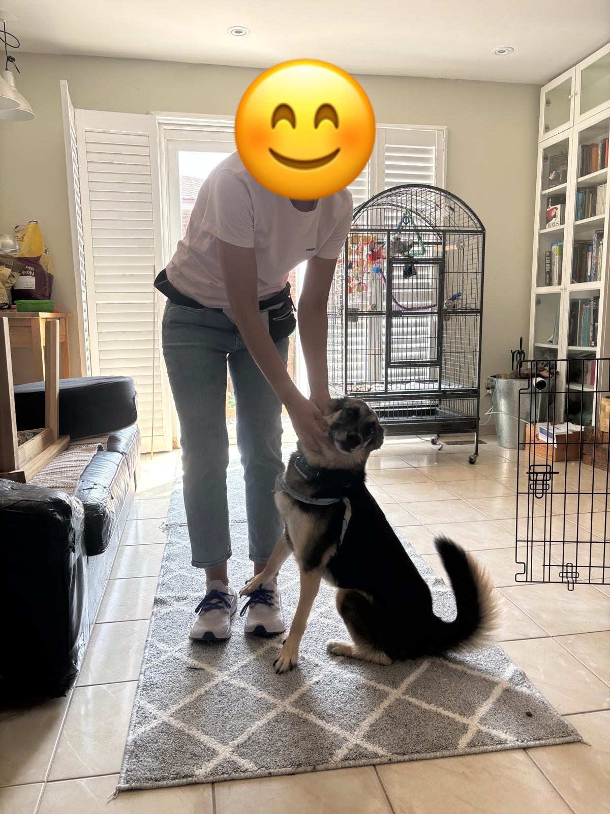 Enlarge Tommy, an adopted mixed breed in North York, ON image 3/5