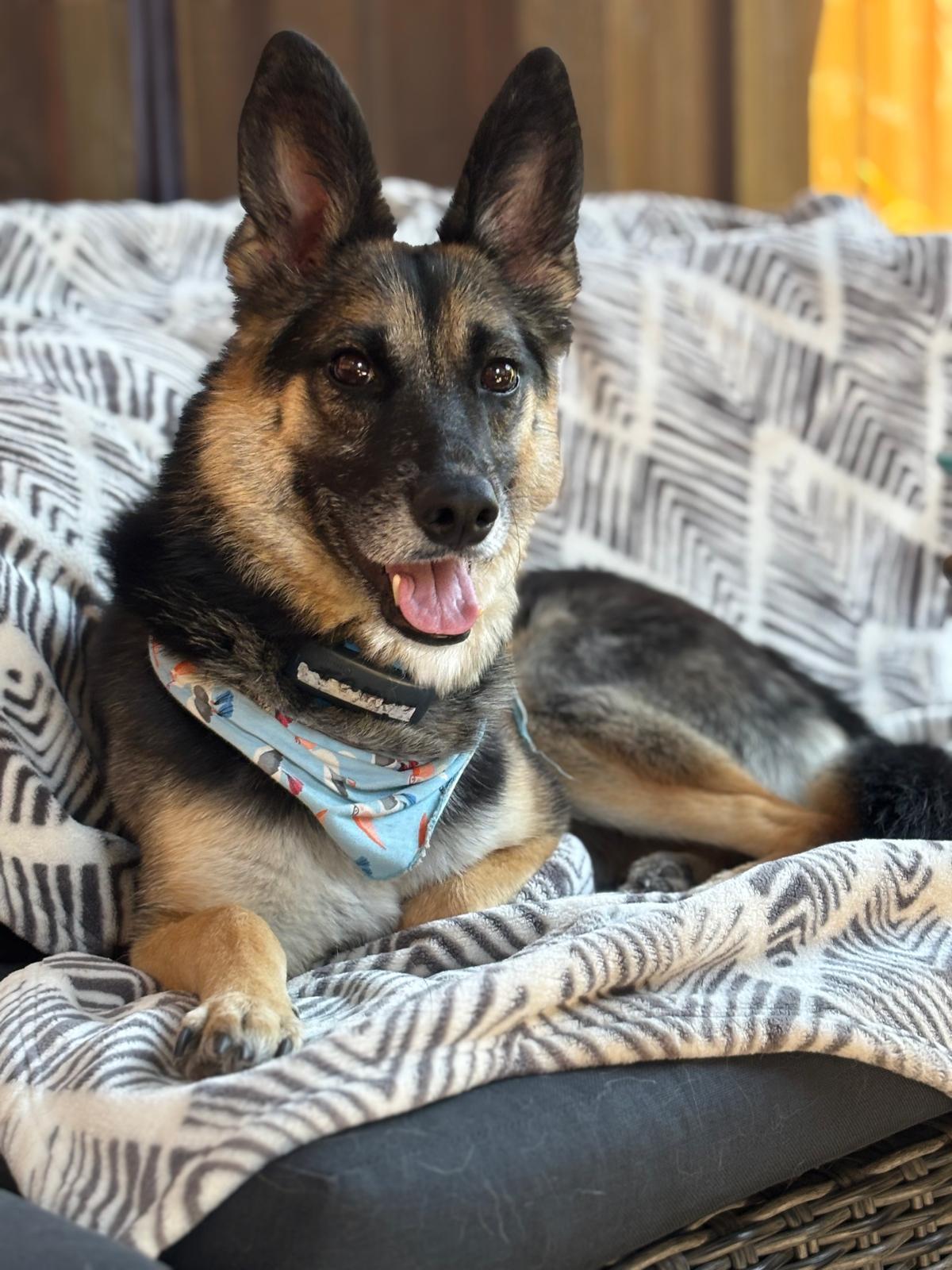 Tommy, adopted, Young Male Mixed Breed.