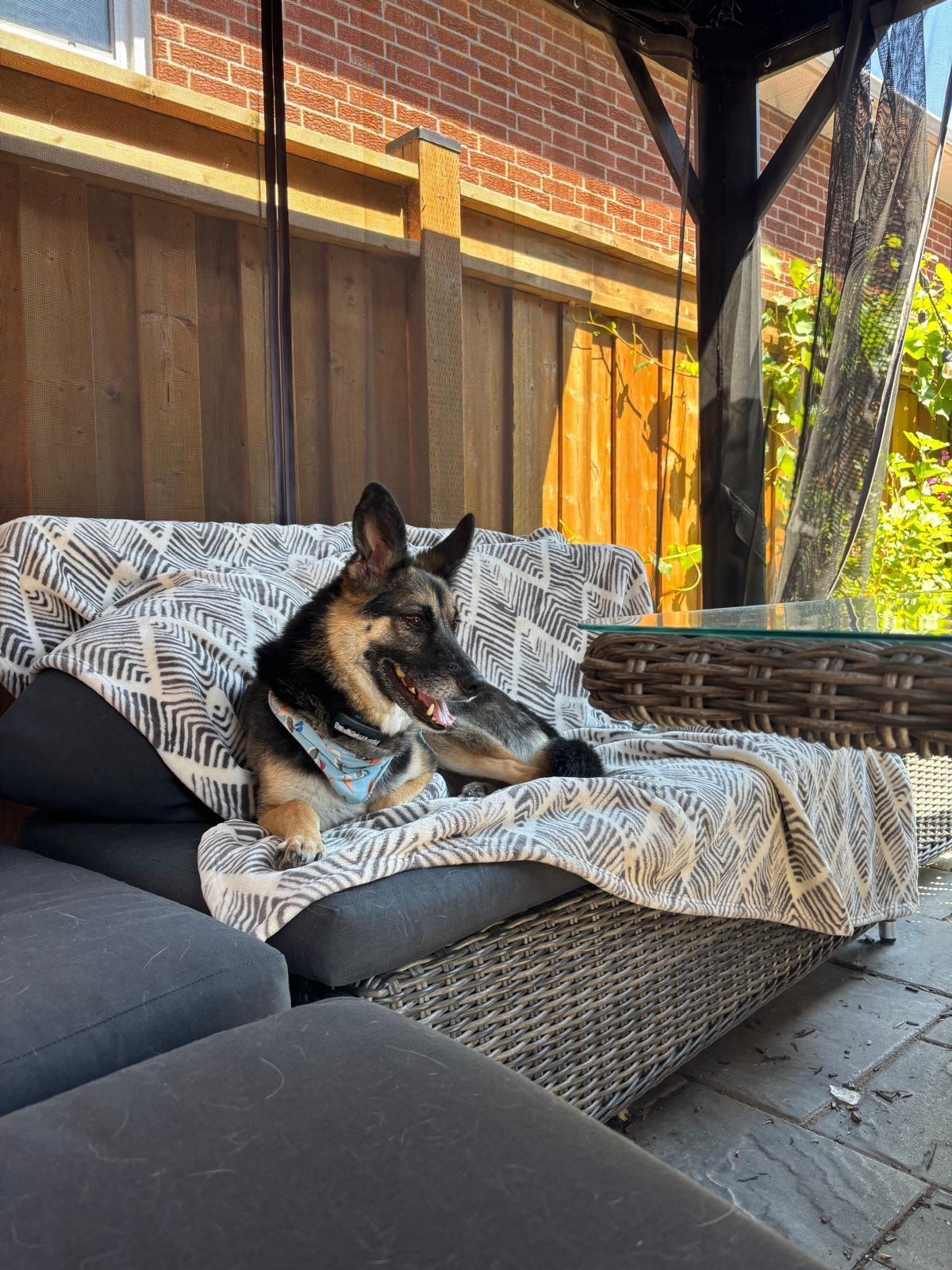 Enlarge Tommy, an adopted mixed breed in North York, ON image 2/5