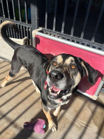 Eggnog, Adoptable, Young Male Shepherd & Mixed Breed.