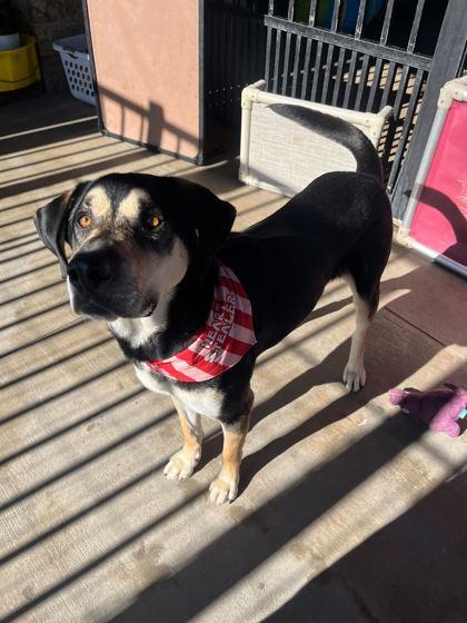 Enlarge Eggnog, a Adoptable mixed breed in Knoxville, TN image 2/3