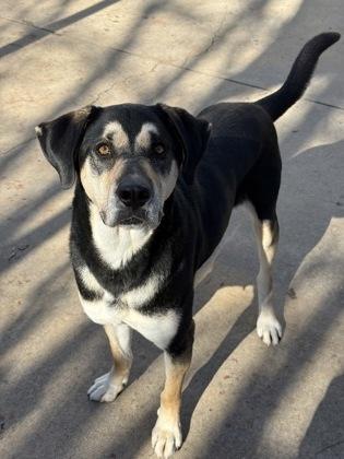 Enlarge Eggnog, a Adoptable mixed breed in Knoxville, TN image 3/3