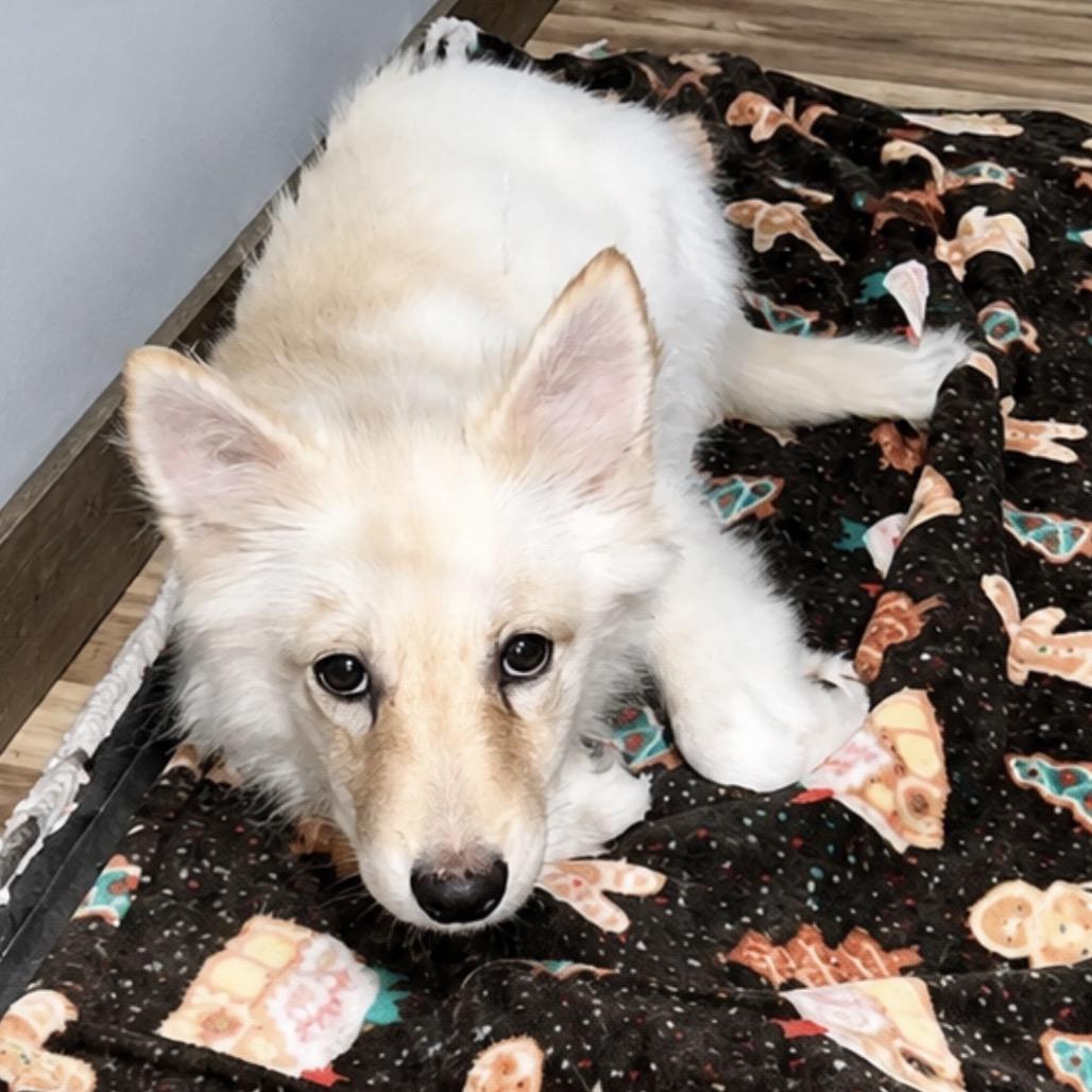 Enlarge Foxy, a Adoptable mixed breed in Shinnston, WV image 4/4