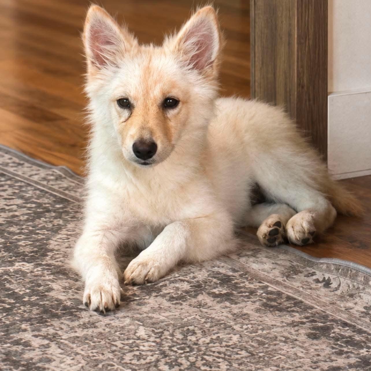 Enlarge Foxy, a Adoptable mixed breed in Shinnston, WV image 1/4