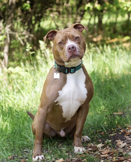 Marley, a ADOPTABLE Mixed Breed in Hamilton, OH image 3/3