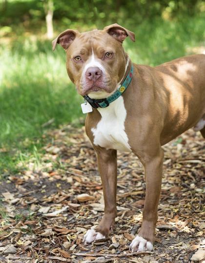 Marley, a ADOPTABLE Mixed Breed in Hamilton, OH image 2/3