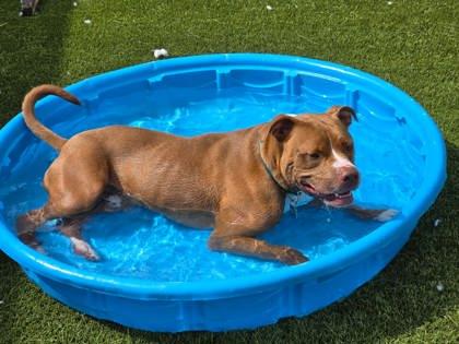 Marley, a ADOPTABLE Mixed Breed in Hamilton, OH image 2/4