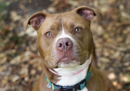 Marley, ADOPTABLE, Adult Male Mixed Breed.