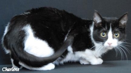 Air Fryer, a Adoptable Domestic Short Hair in Newland, NC image 2/2
