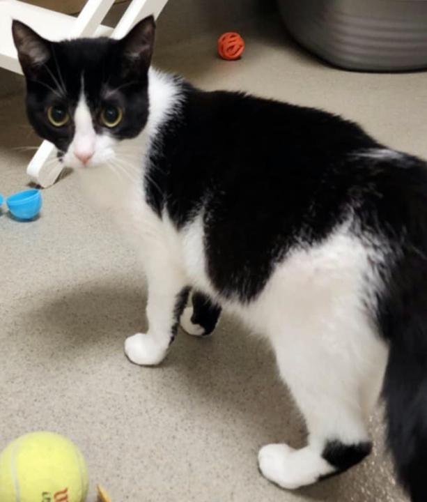 Air Fryer, a Adoptable Domestic Short Hair in Newland, NC image 1/2
