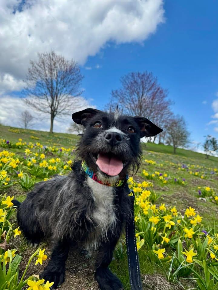 Enlarge Trixie, a Adoptable Terrier in Stamford, CT image 2/3