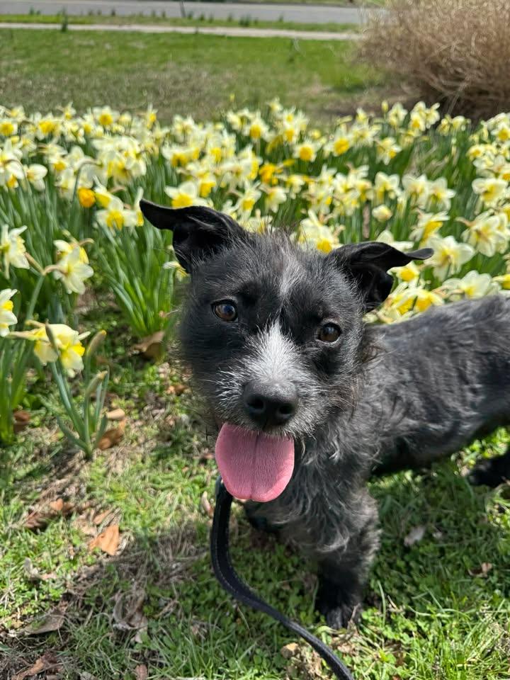 Enlarge Trixie, a Adoptable Terrier in Stamford, CT image 3/3