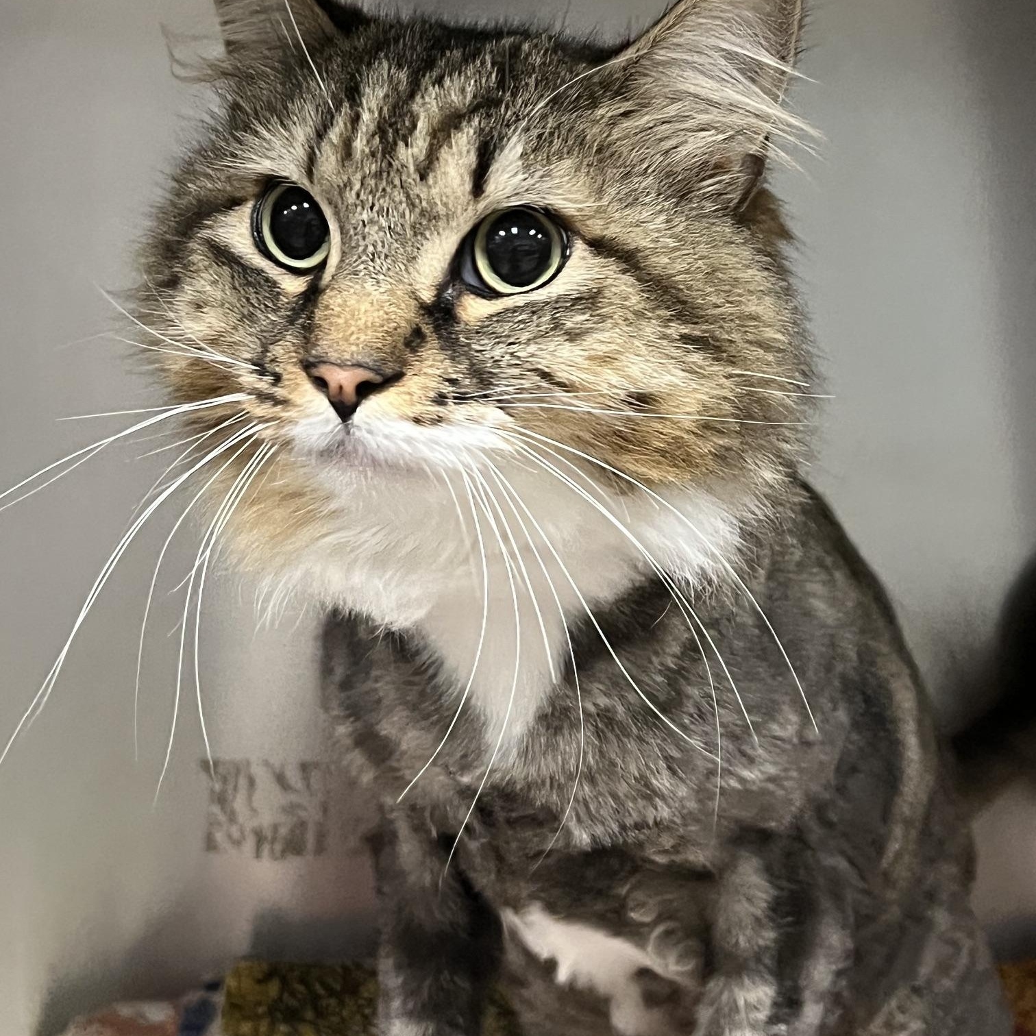 Puffy, a ADOPTABLE Domestic Long Hair in Johnston, RI image 3/6