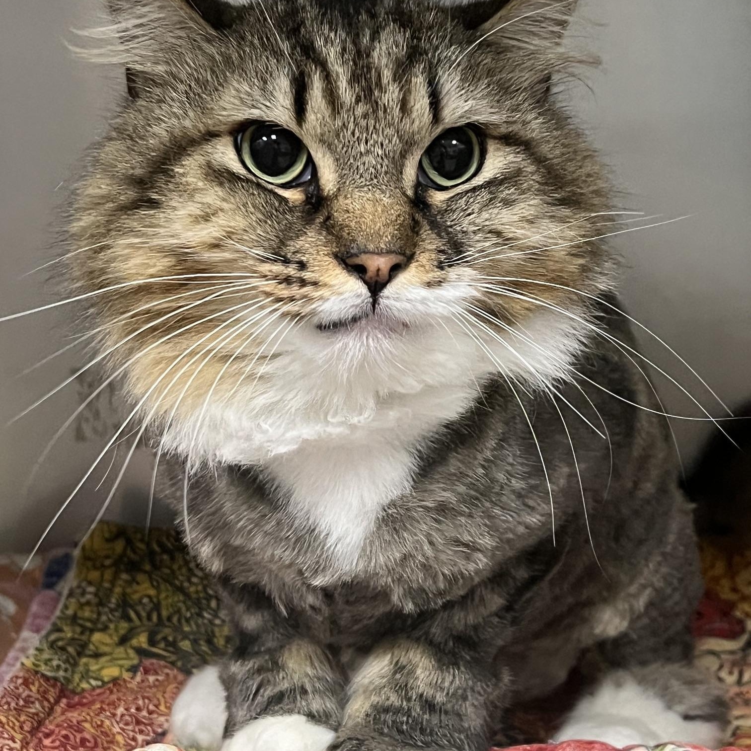 Puffy, a ADOPTABLE Domestic Long Hair in Johnston, RI image 2/6