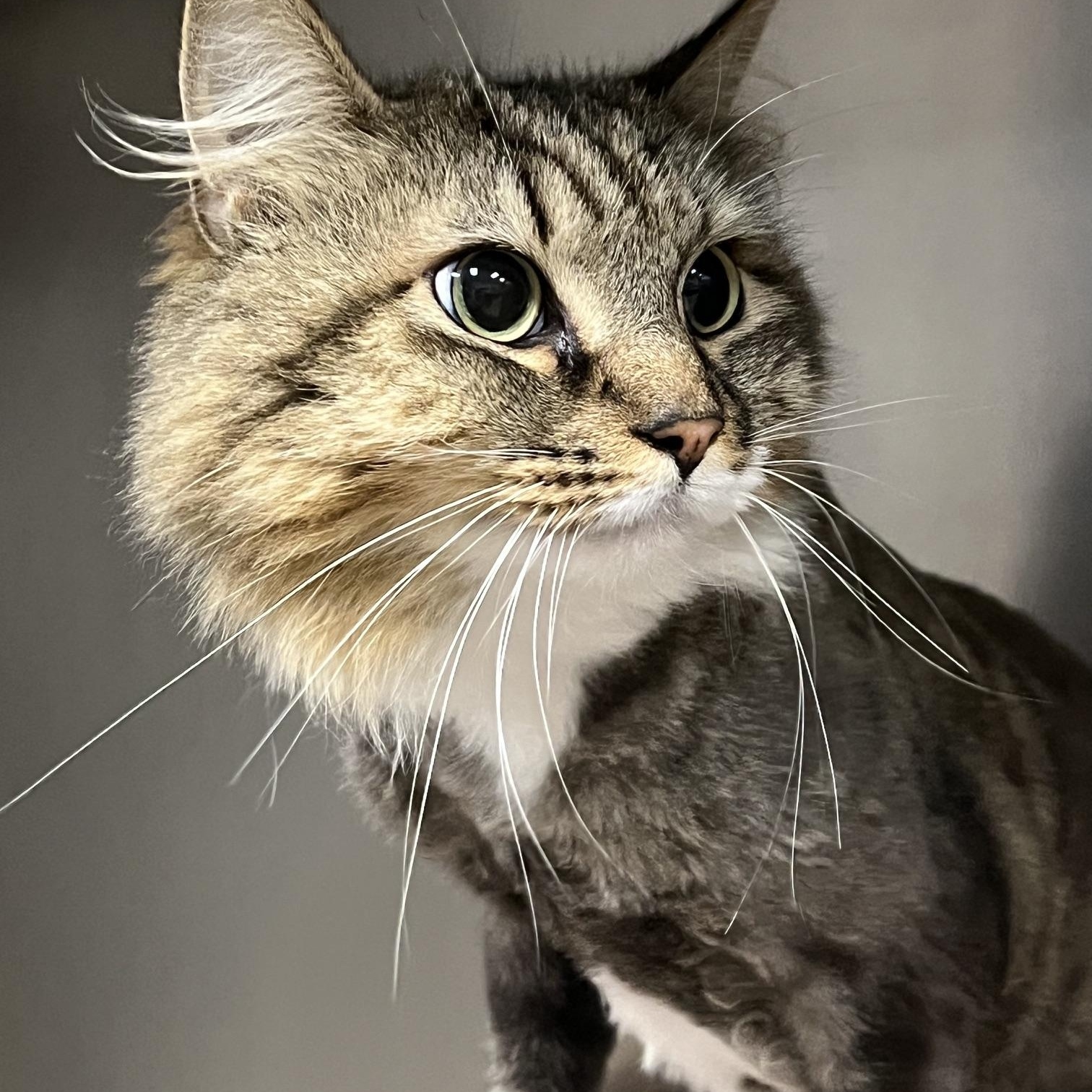 Puffy, a ADOPTABLE Domestic Long Hair in Johnston, RI image 4/6
