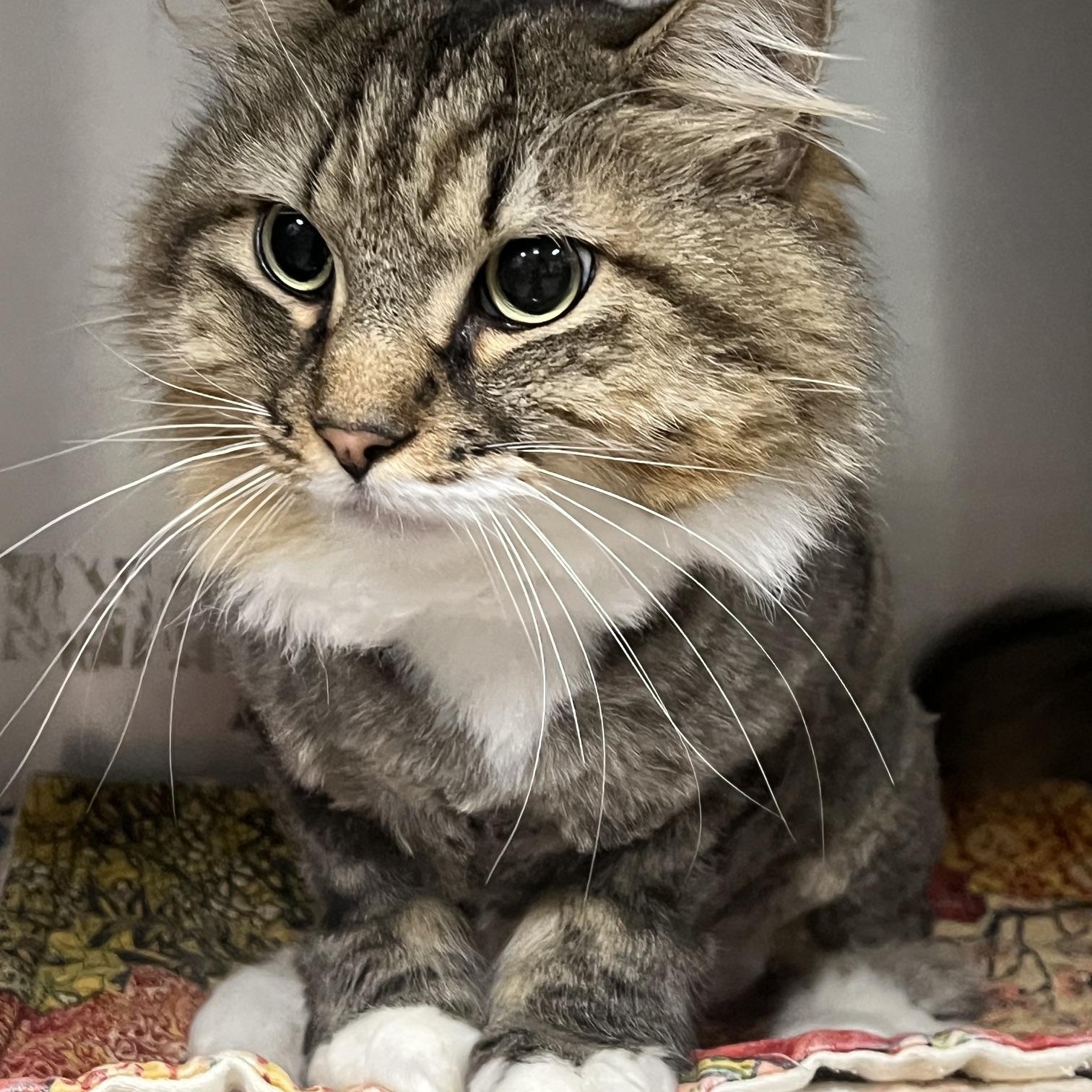 Puffy, a ADOPTABLE Domestic Long Hair in Johnston, RI image 5/6
