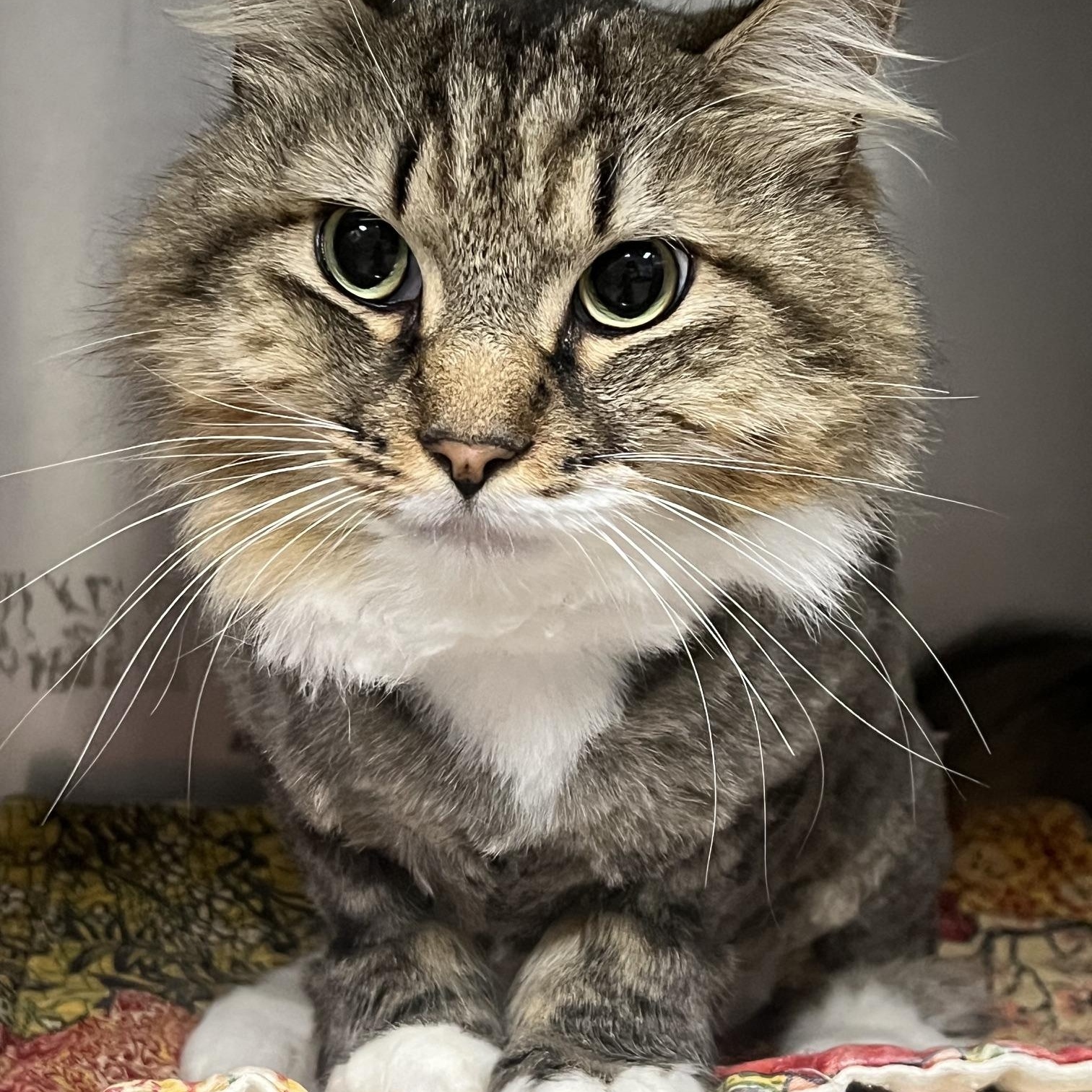 Puffy, a ADOPTABLE Domestic Long Hair in Johnston, RI image 6/6