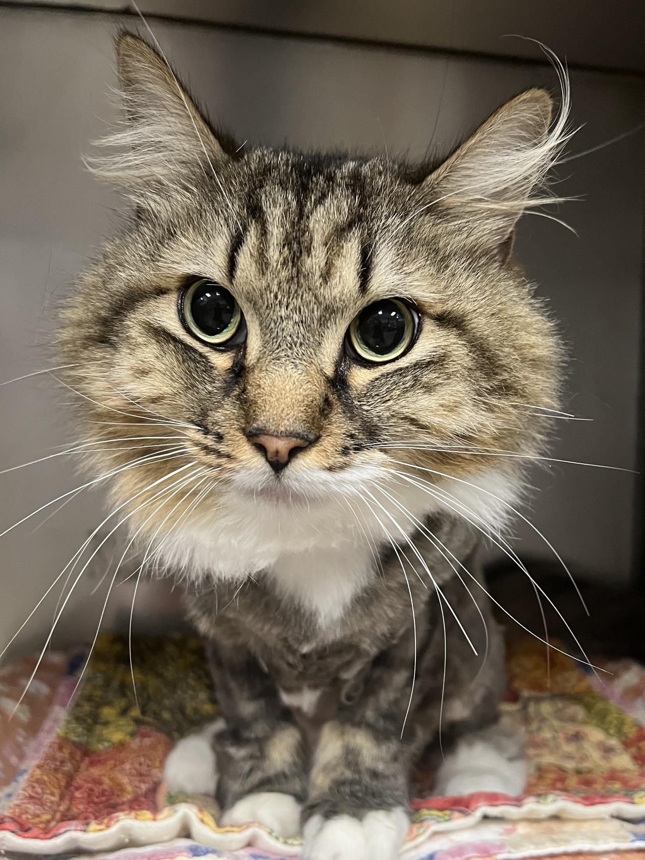 Puffy, ADOPTABLE, Adult Male Domestic Long Hair.