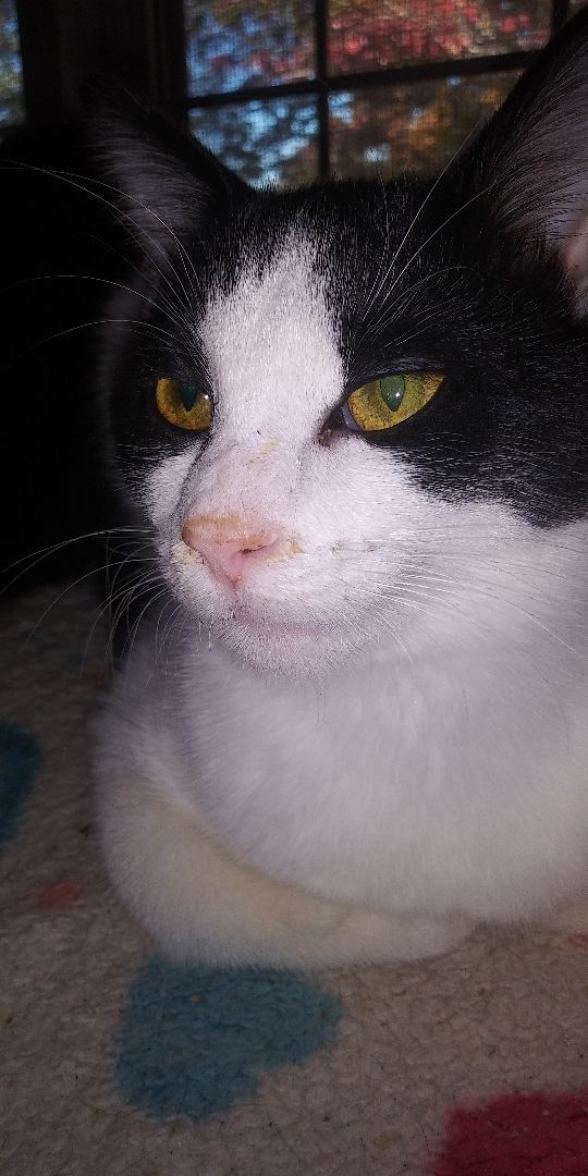 Hiawatha, a Adoptable Tuxedo in Morganton, NC image 1/14