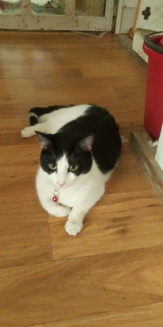 Hiawatha, a Adoptable Tuxedo in Morganton, NC image 2/14