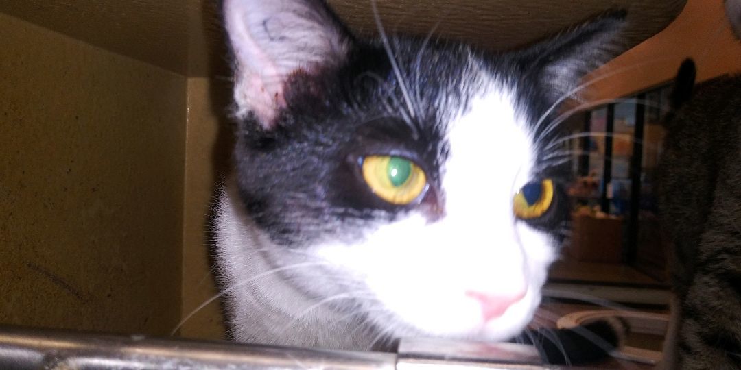 Hiawatha, a Adoptable Tuxedo in Morganton, NC image 3/14