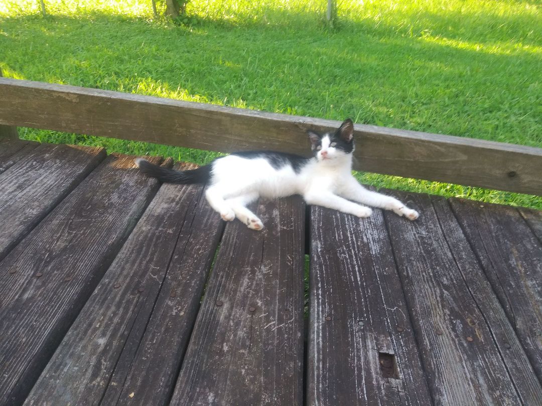 Hiawatha, a Adoptable Tuxedo in Morganton, NC image 4/14