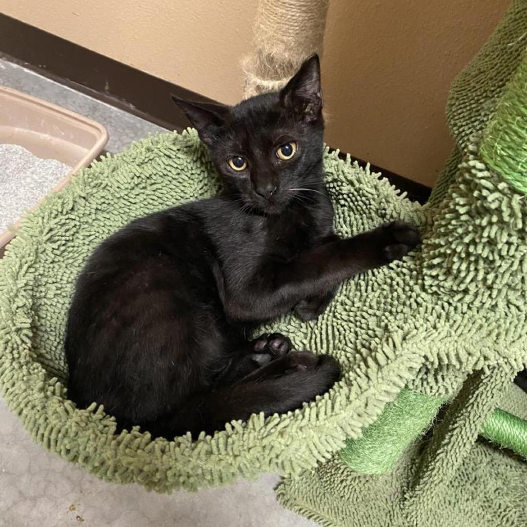 Enlarge Sunnyside, a Adoptable American Shorthair in Fulton, TX image 1/1