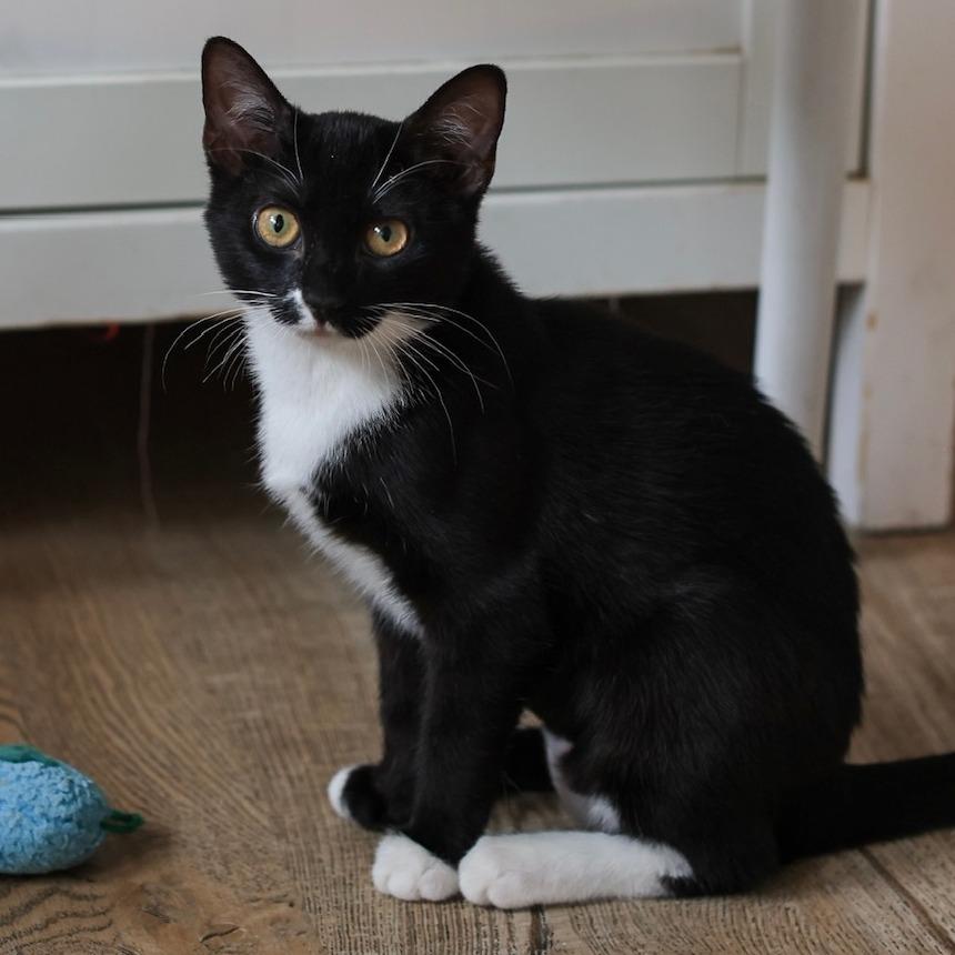 Merritt — thumbnail 3