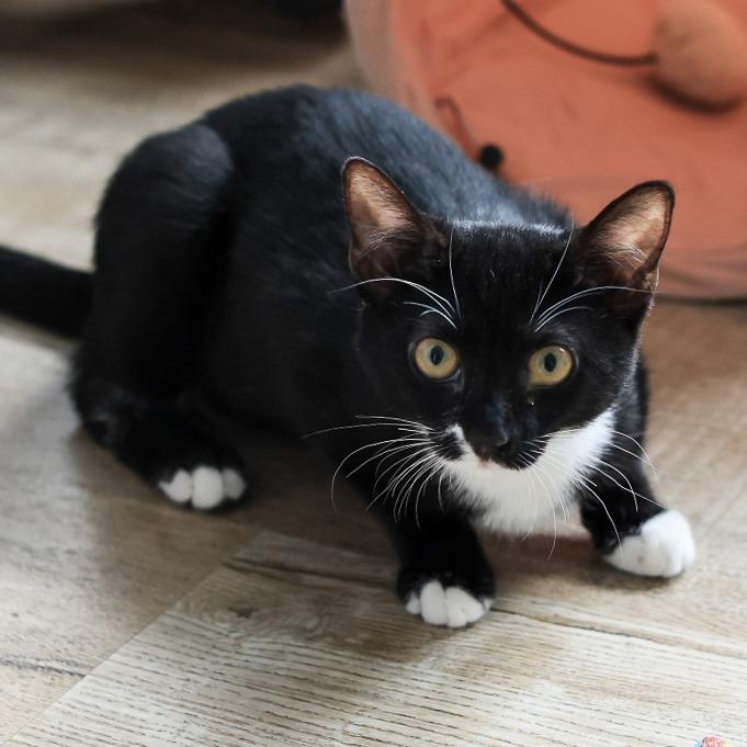 Merritt — thumbnail 4