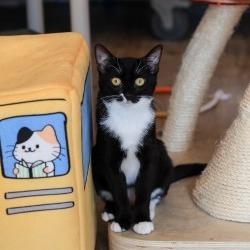 Merritt — thumbnail 5