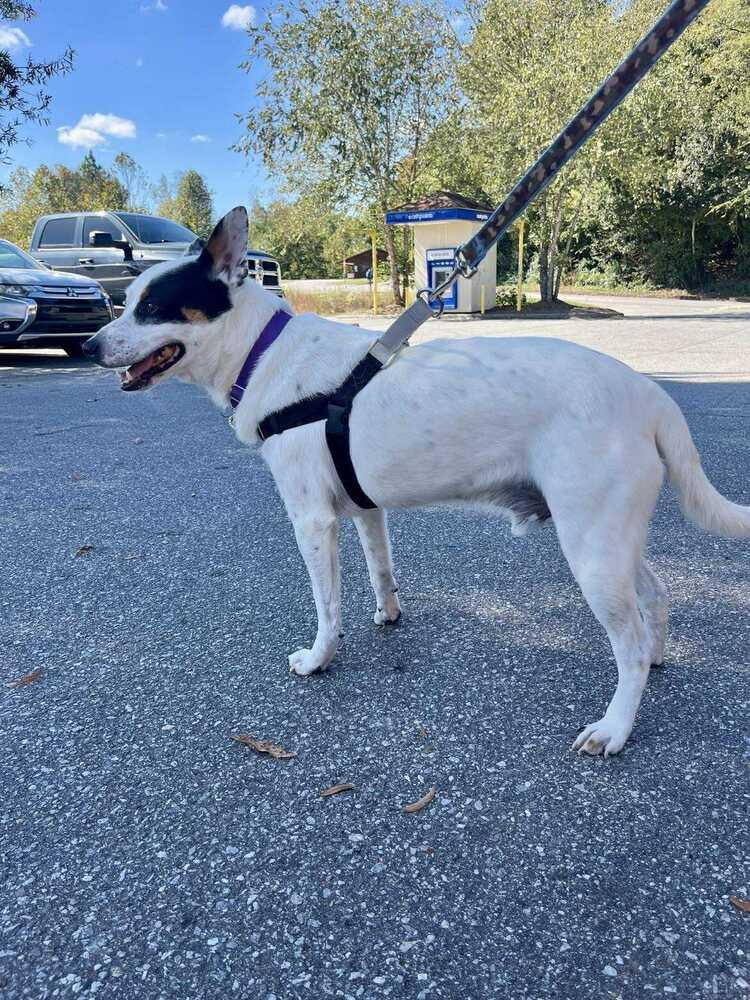 Hurley, Adoptable, Adult Male Terrier.