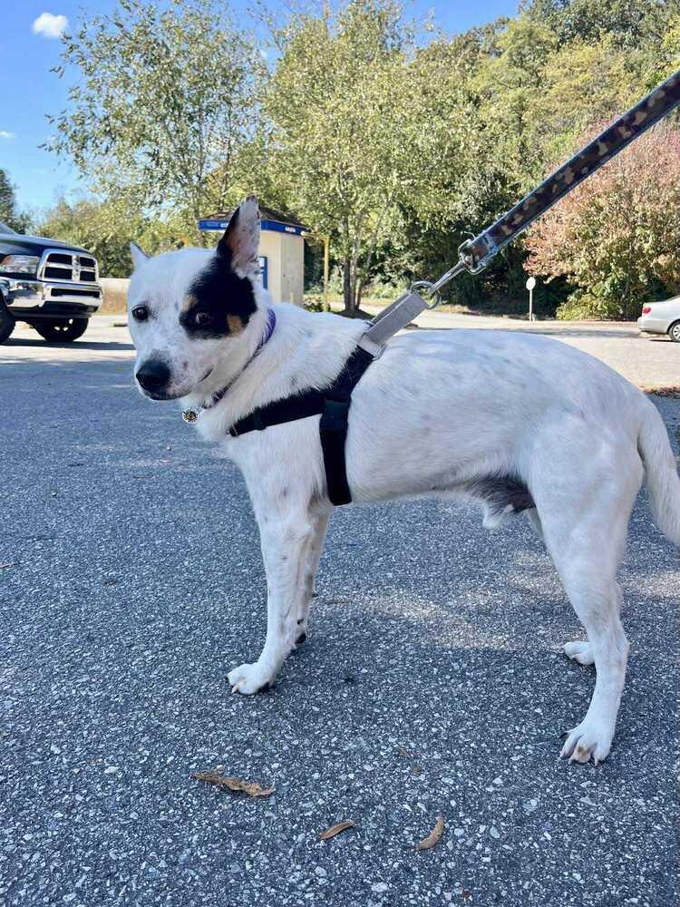 Hurley, Adoptable, Adult Male Terrier.