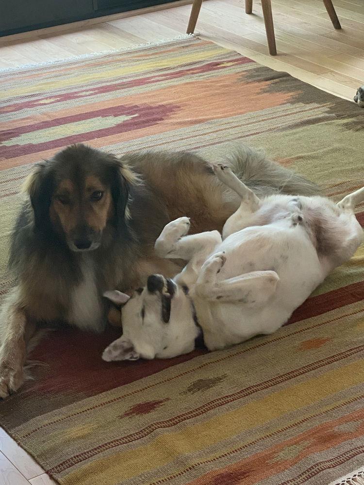 Hurley, a Adoptable Terrier image 3/3