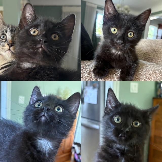 IMAX - Adopted 6/13/26, adopted, Kitten Female Domestic Short Hair.
