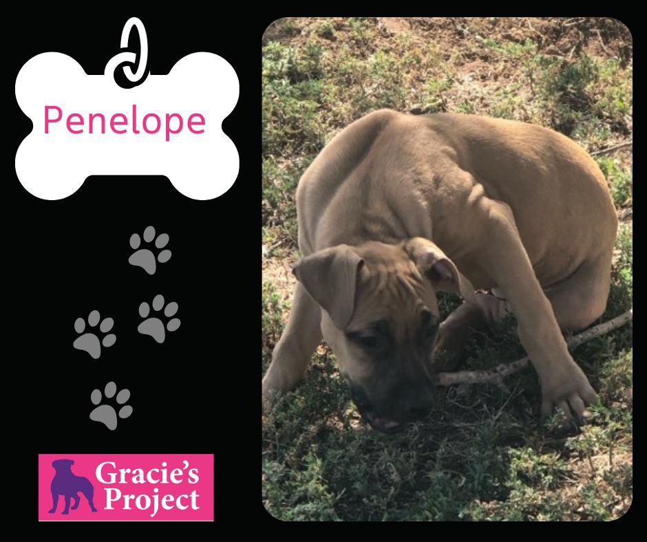 Dog for adoption Penelope, a Labrador Retriever & German Shepherd Dog