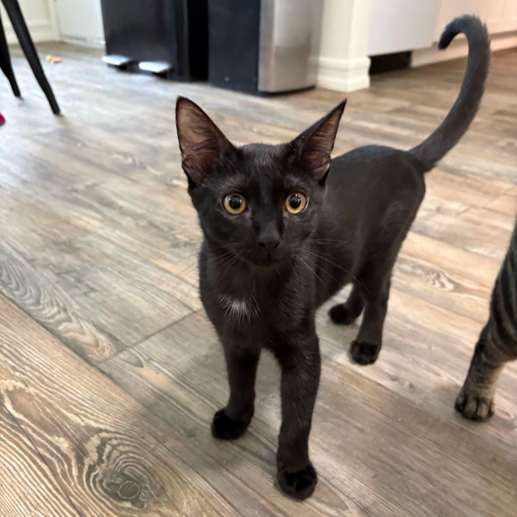 Cheddar, Adoptable, Kitten Male Domestic Short Hair.