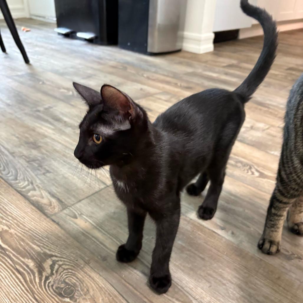 Enlarge Cheddar, a Adoptable Domestic Short Hair in Escondido, CA image 2/6