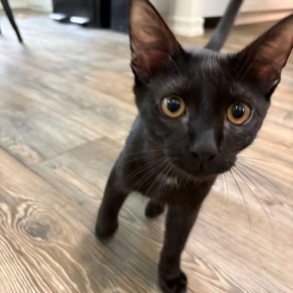Enlarge Cheddar, a Adoptable Domestic Short Hair in Escondido, CA image 3/6