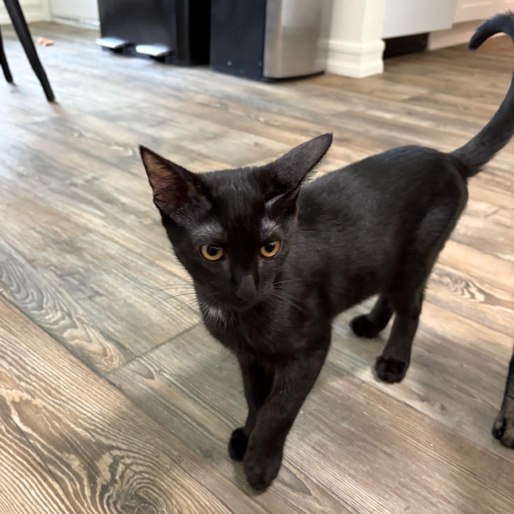 Enlarge Cheddar, a Adoptable Domestic Short Hair in Escondido, CA image 4/6