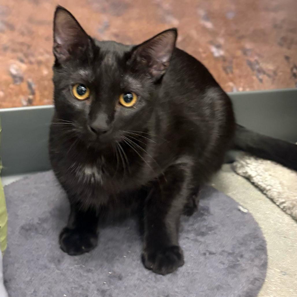 Enlarge Cheddar, a Adoptable Domestic Short Hair in Escondido, CA image 5/6